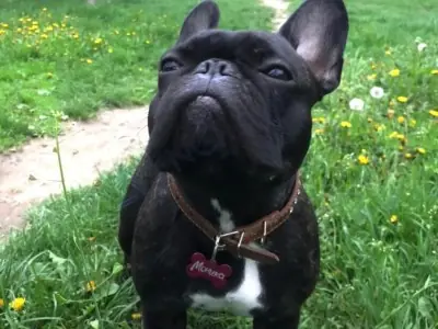 Кісточка алюмінієва Кісточка алюмінієва