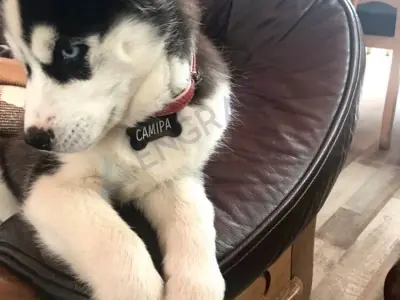 Кісточка сталева