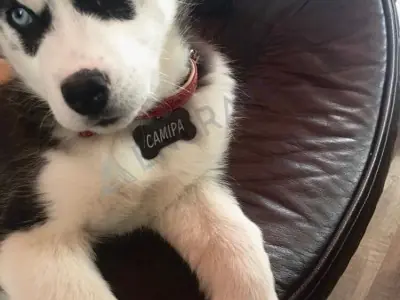 Кісточка сталева