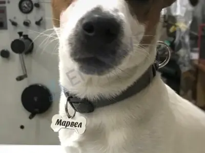 Кісточка сталева