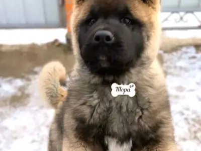 Кісточка сталева