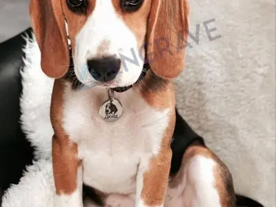 Круглий адресник